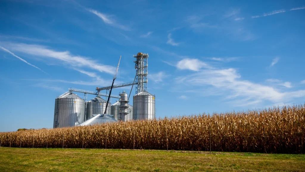 Grain storage silos beside a cornfield under a blue sky.