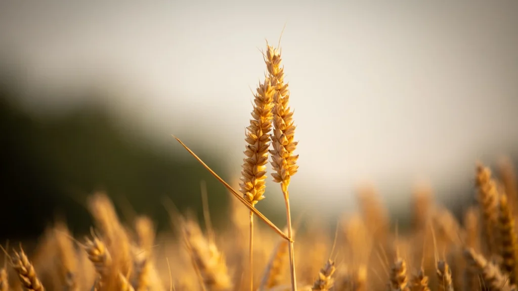 Golden wheat stalks in a field at sunset.