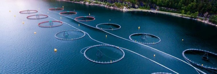 Salmon Farm