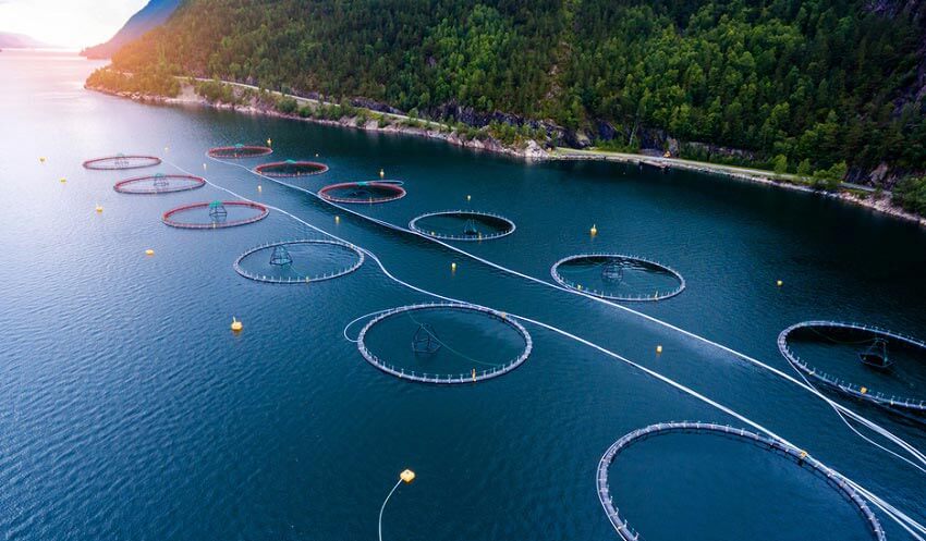 Salmon Farm