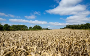 Mature golden wheat field under a blue sky.