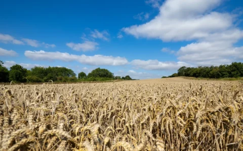 Mature golden wheat field under a blue sky.