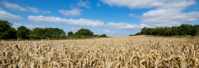 Mature golden wheat field under a blue sky.