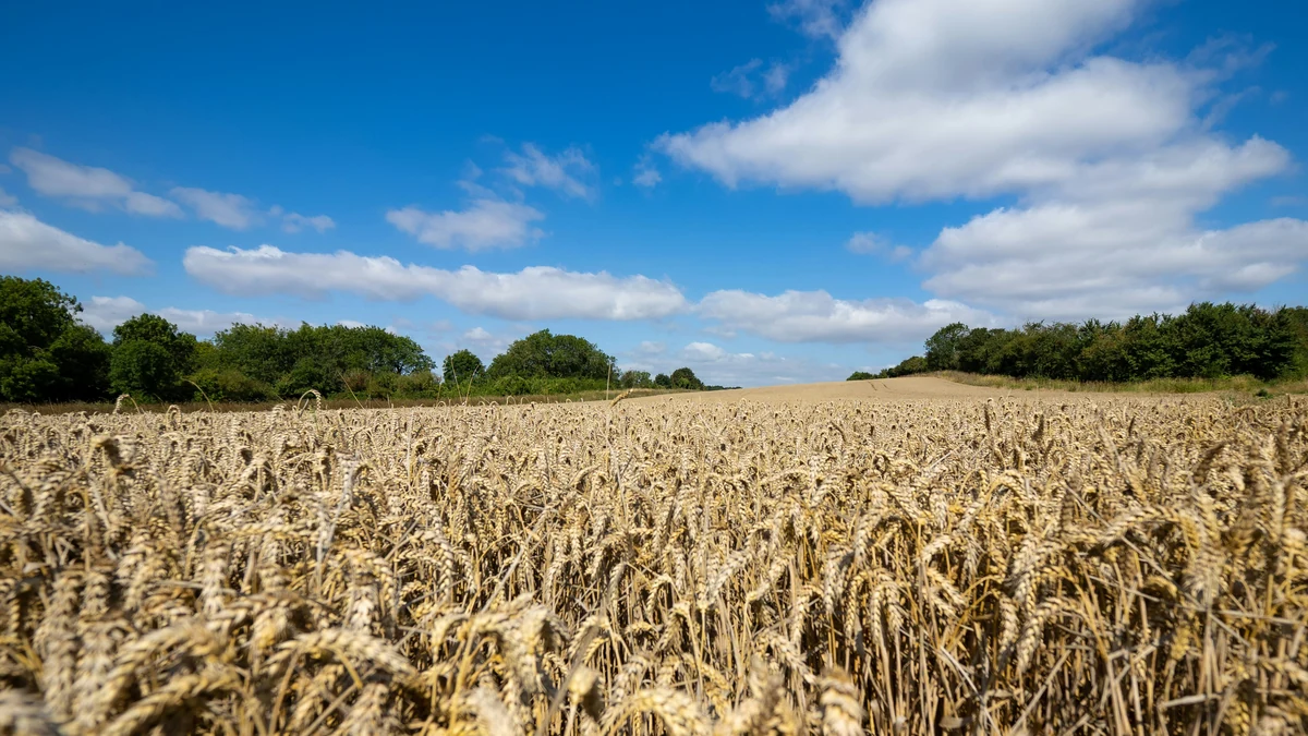 Mature golden wheat field under a blue sky.