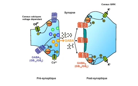 Scientific diagram showing pre- and post-synaptic GABAB receptor signaling and GABA release.