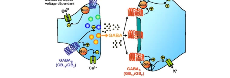 Scientific diagram showing pre- and post-synaptic GABAB receptor signaling and GABA release.
