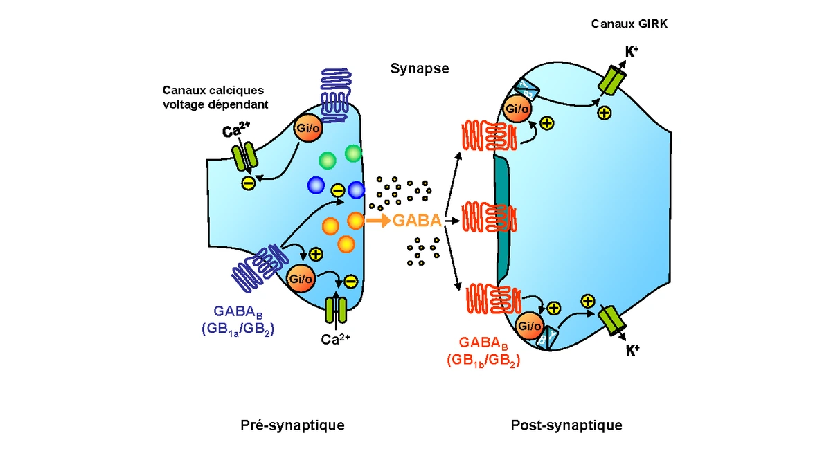Scientific diagram showing pre- and post-synaptic GABAB receptor signaling and GABA release.