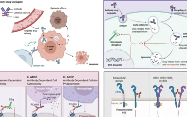 Diagram showing antibody-drug conjugate mechanisms for targeting and killing cancer cells.