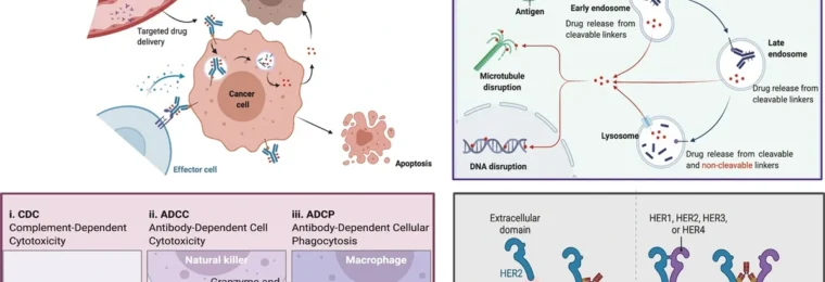 Diagram showing antibody-drug conjugate mechanisms for targeting and killing cancer cells.