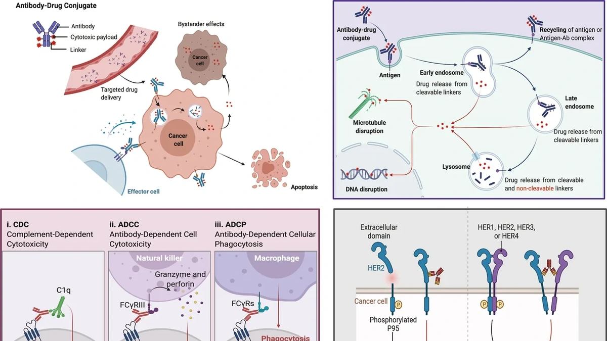 Diagram showing antibody-drug conjugate mechanisms for targeting and killing cancer cells.