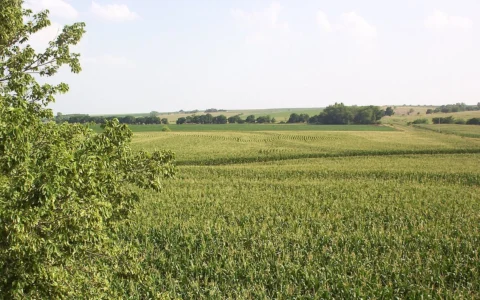 Cornfields stretch across rolling farmland in southern Nebraska, with trees in the foreground.