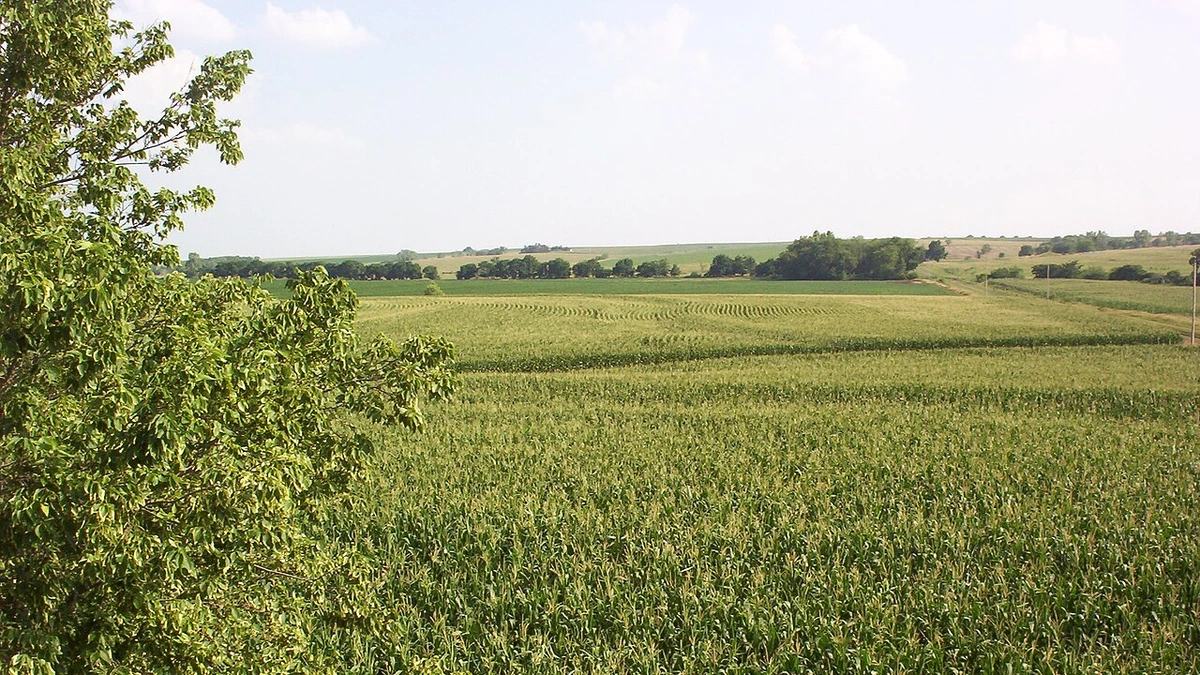 Cornfields stretch across rolling farmland in southern Nebraska, with trees in the foreground.