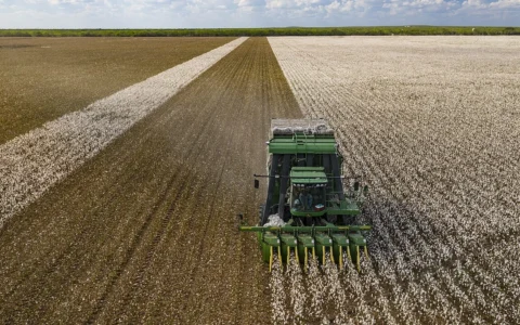 Aerial view of a green cotton harvester moving through a white cotton field in Batesville, Texas.
