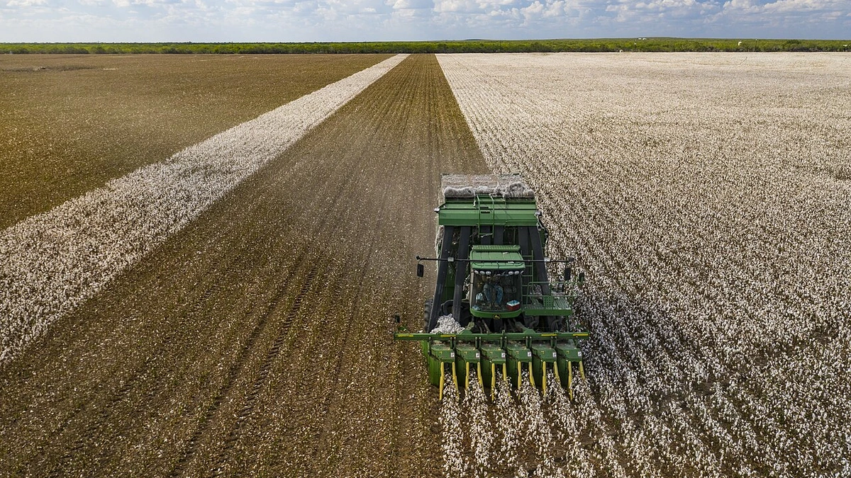 Aerial view of a green cotton harvester moving through a white cotton field in Batesville, Texas.